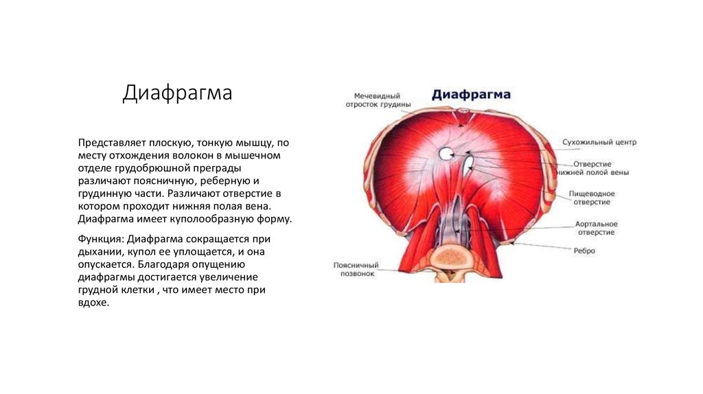 Диафрагма человека это где находится у человека фото