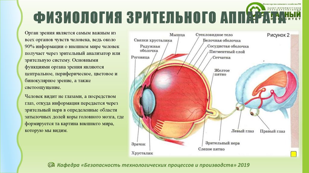 Механизм работы зрительного анализатора гигиена зрения. Зрительная сенсорная система зрительный нерв. Схема зрительного анализатора физиология. Строение зрительной системы человека. Зрительный анализатор ф.