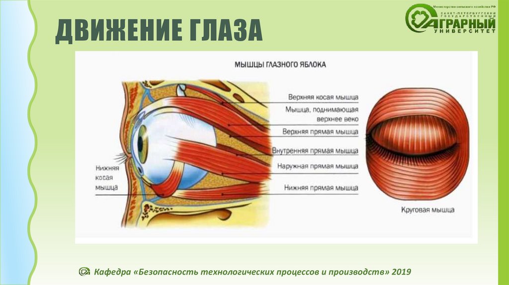 Движение зрение. Движение глаз. Движение глазных яблок. Виды движений глазных яблок. Движения глаз физиология.