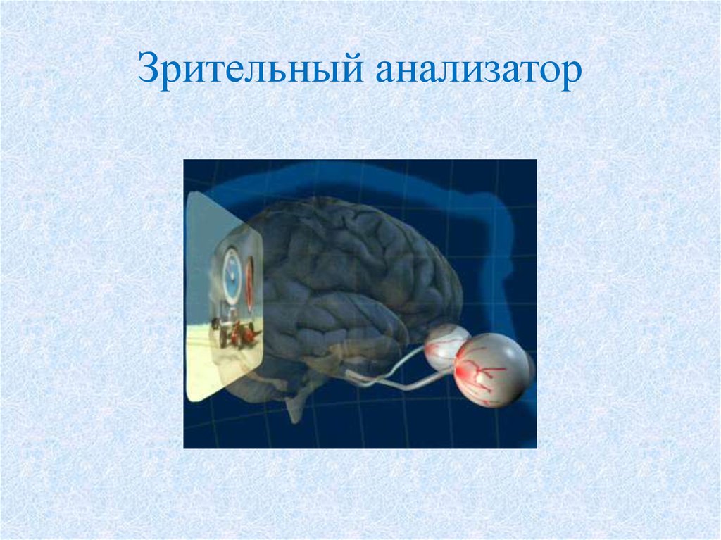 Поступившая в зрительный анализатор информация обрабатывается