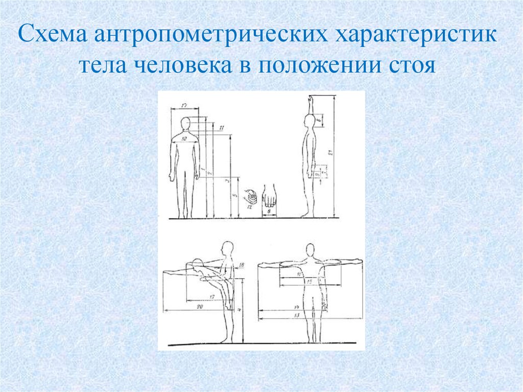 Антропометрические исследования