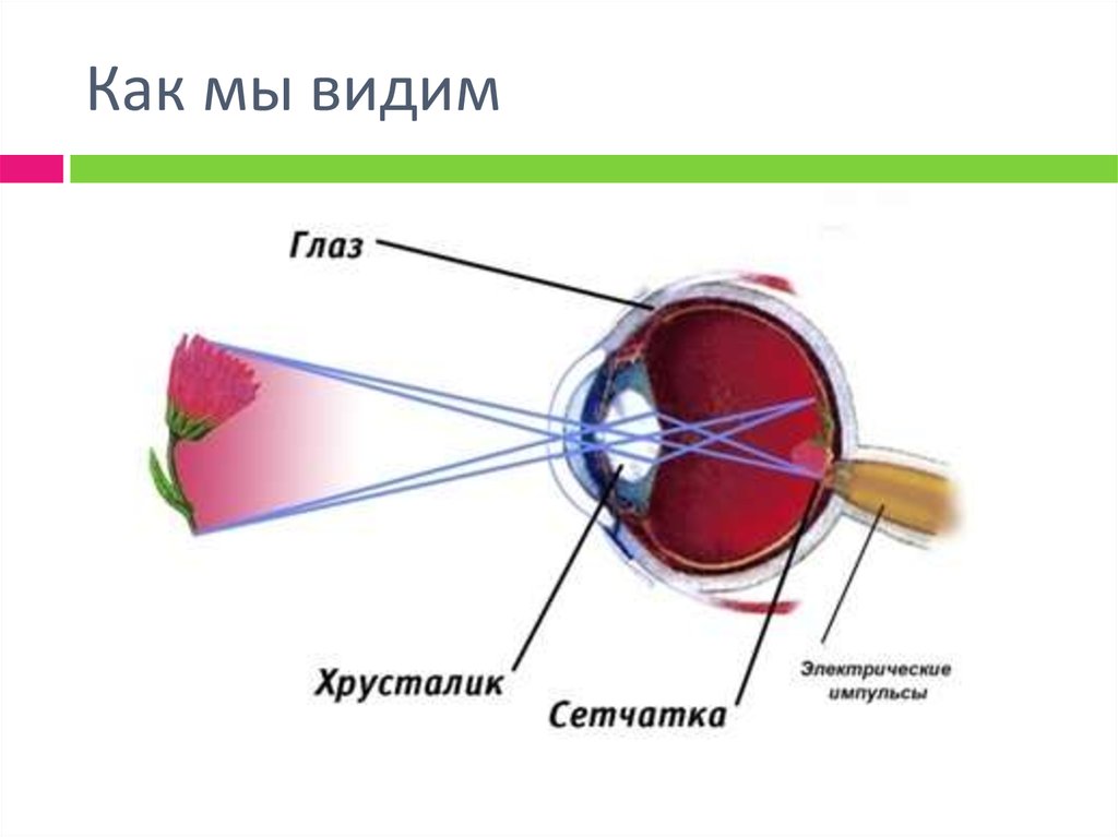 1 6 мы видим что. Зрение человека. Восприятие человеческого глаза. Изображение предмета на сетчатке. Восприятие изображения глазом.