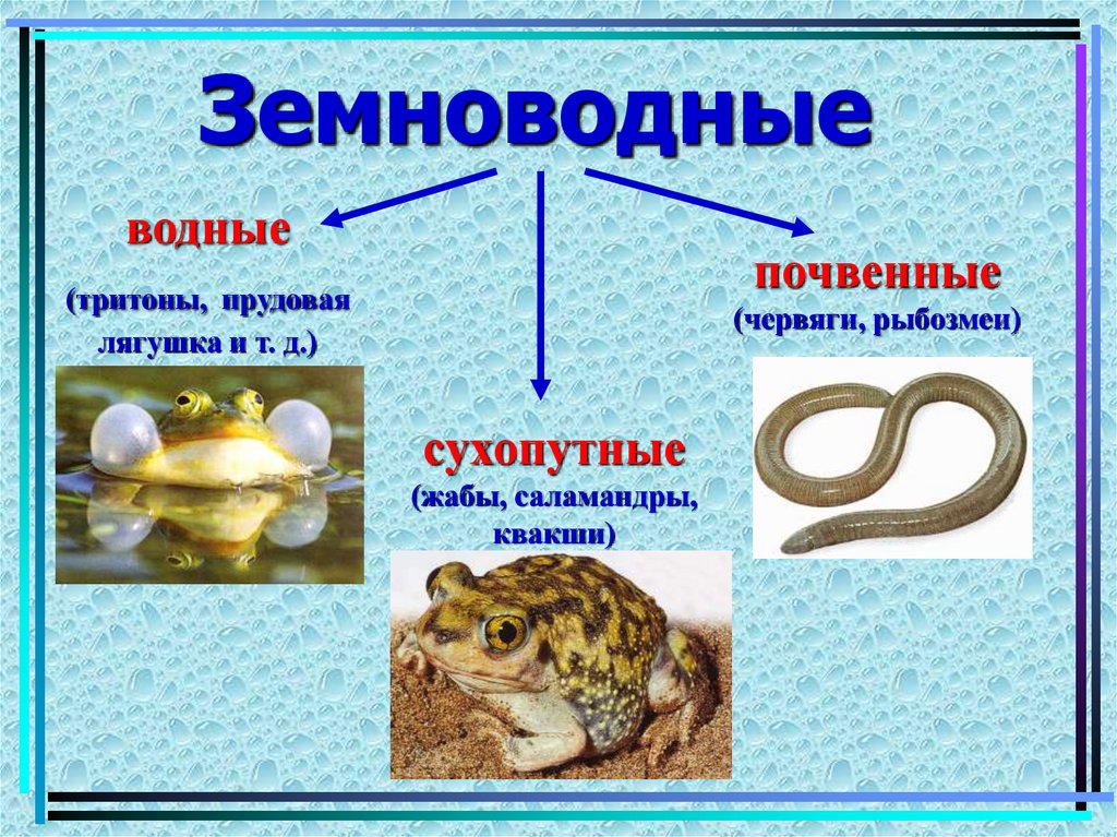 Группы животных земноводные. Класс земноводные. Земноводные представители. Представители земноводных животных. Земноводные амфибии представители.