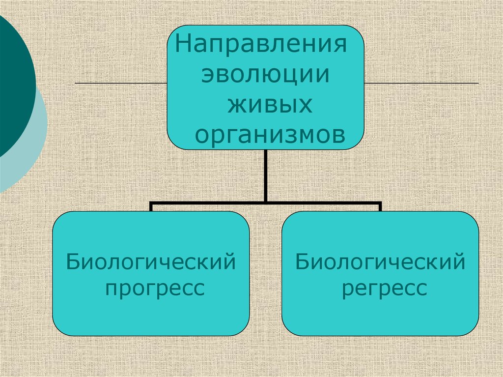 Главные направления эволюции презентация 11 класс