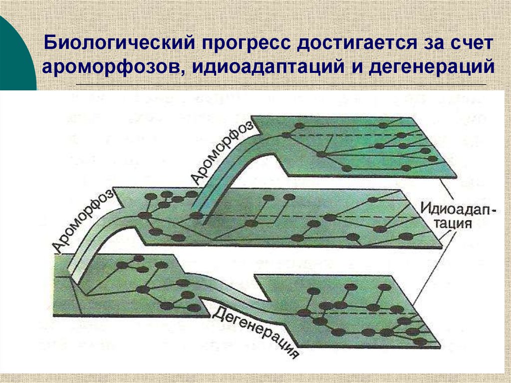 Пути достижения биологического прогресса рисунок