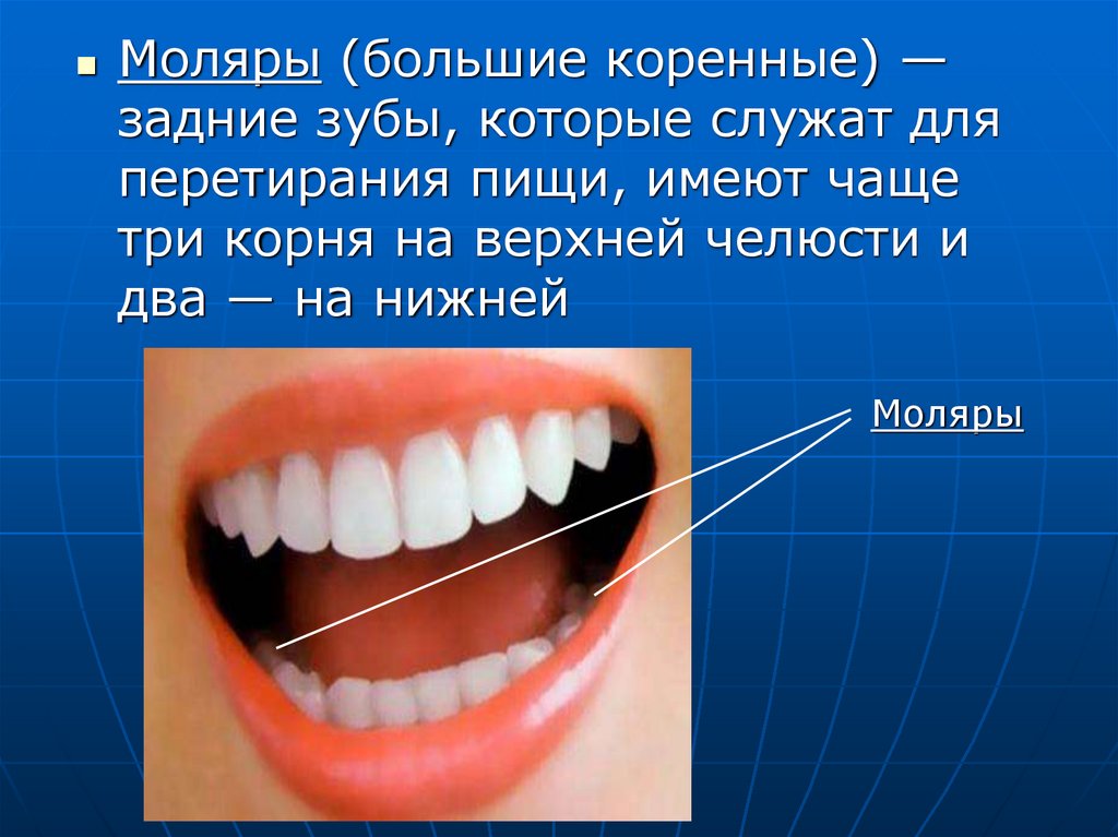 Большие резцы зубы
