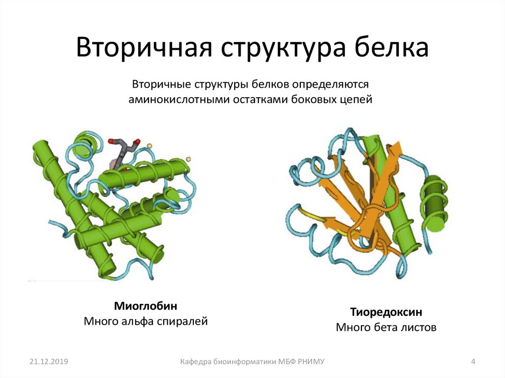Особенности внутреннего строения белки
