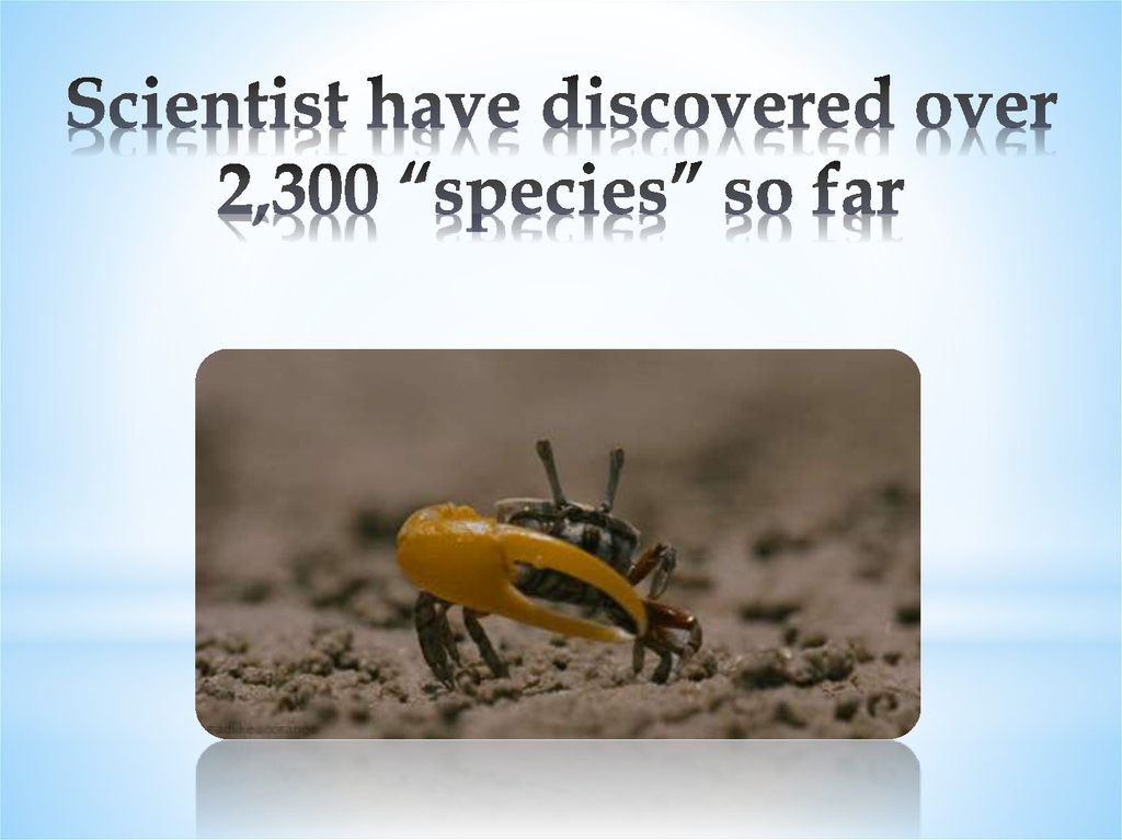 Scientist have discovered over 2,300 “species” so far