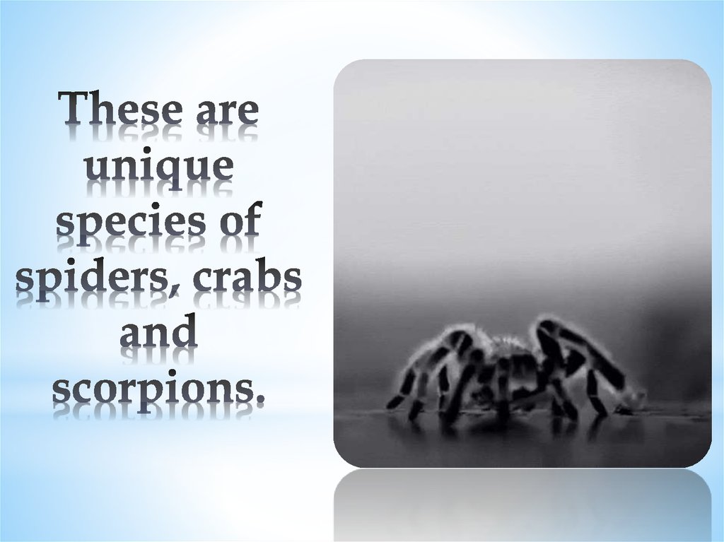 These are unique species of spiders, crabs and scorpions.