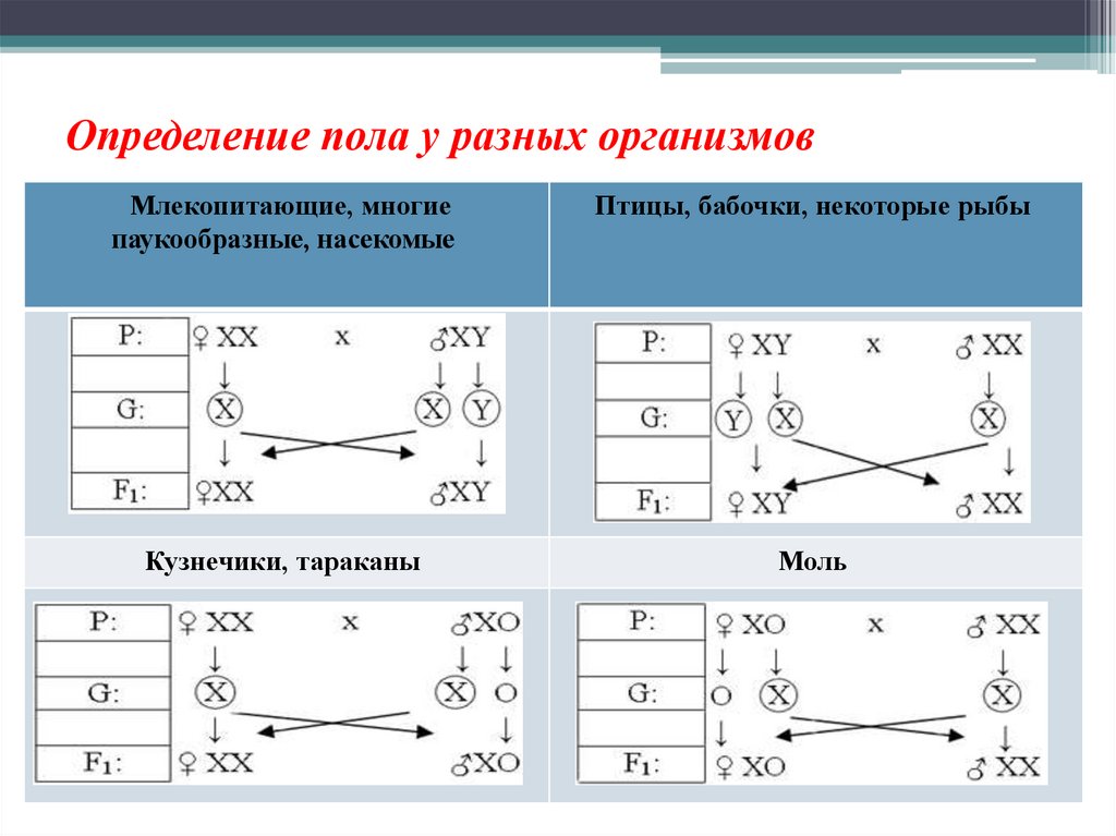 Определение пола презентация. Генетика пола у разных организмов. Определение пола у различных организмов. Генетика пола и наследование сцепленное с полом. Генетика пола презентация 10 класс.