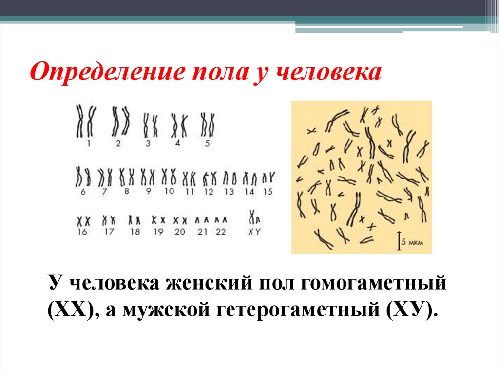 Определение пола человека происходит