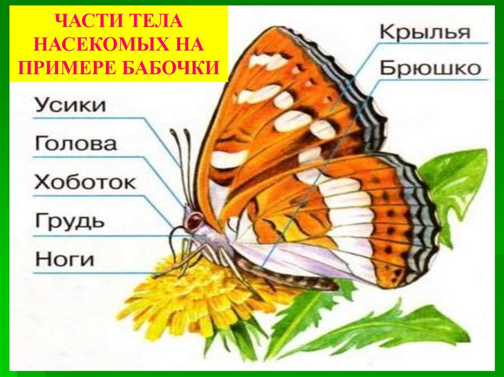 Карточки строения. Части тела насекомого для дошкольников. Строение тела насекомых для детей. Строение бабочки для детей. Части тела бабочки.