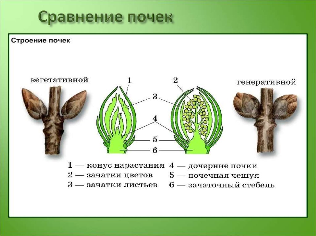 Покажите стрелками и подпишите на рисунке зачаточное соцветие почечную чешую