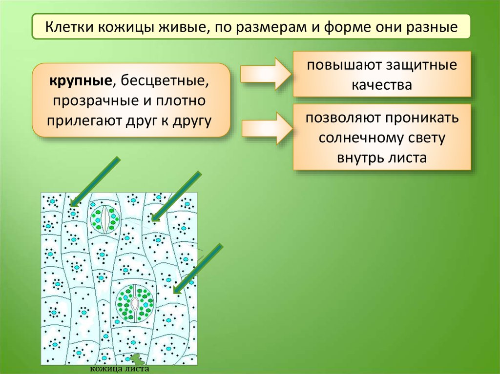 Клетки кожицы листа. Бесцветные клетки кожицы листа. Прозрачные клетки кожицы листа. Клетки кожицы листа прозрачны и бесцветны.