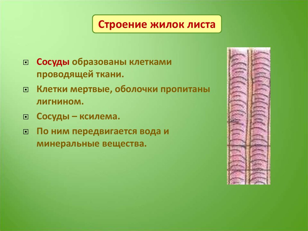 Выберите проводящие ткани. Сосуды листа функции. Сосуды мертвые клетки. Клетки пропитаны лигнином. Ткань пропитанная лигнином.