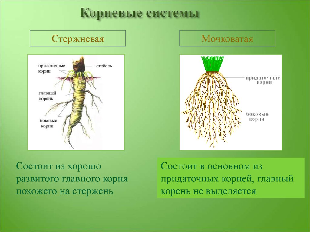 К какому классу относится растение корневая система которого показана на рисунке 1