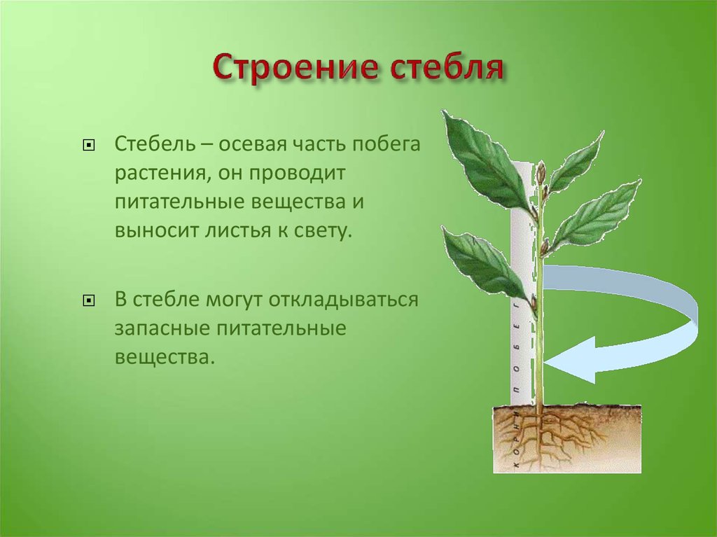 Роль стебля в жизни. Строение стебля 6 класс биология. Стебель растения биология. Строение стебля биология. Стебель это в биологии.