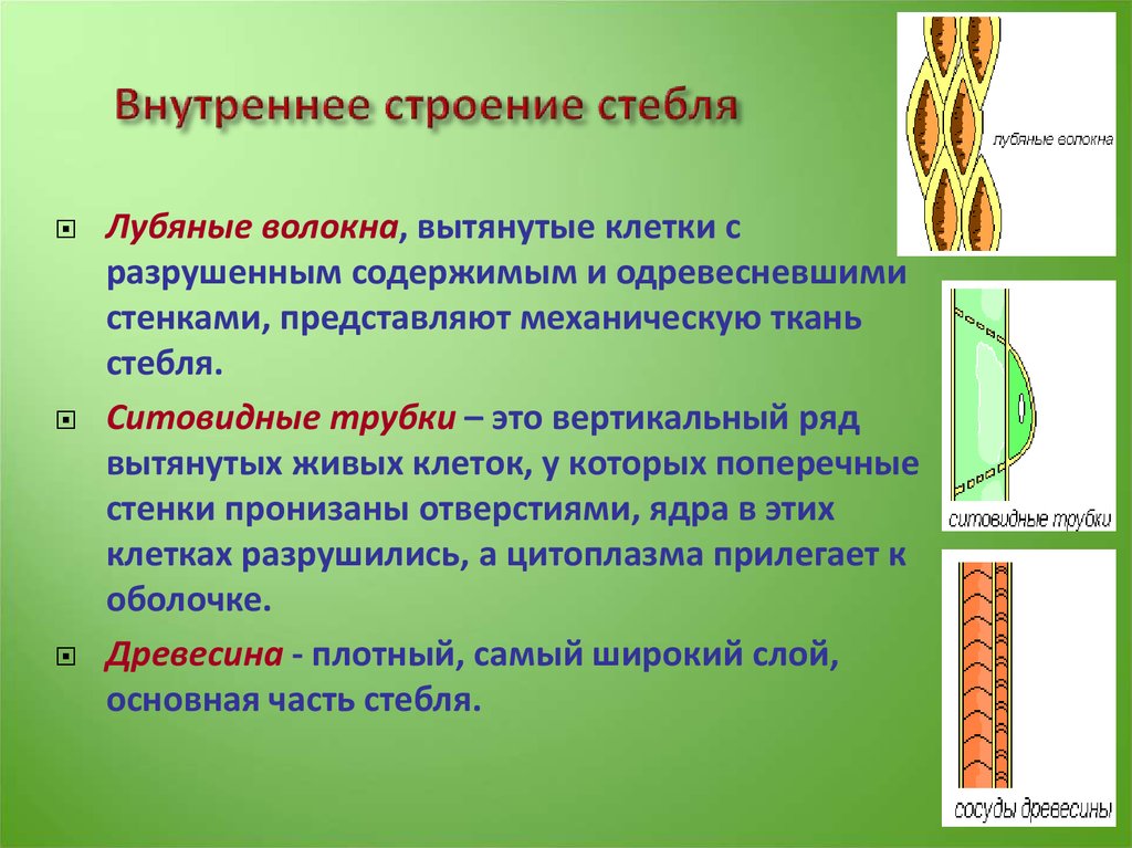 Тема стебель по биологии 6 класс. Внутреннее строение стебелька. Внутреннее строение стебля и функции. Внутреннее строение стебля кратко. Строение стебля кратко.