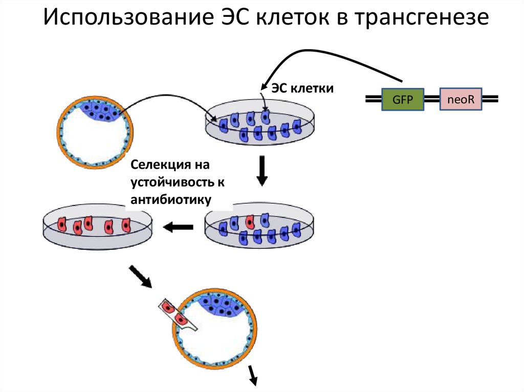 Презентация на тему трансгенез