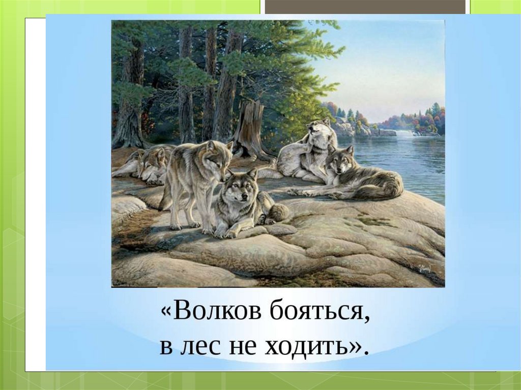 Волка бояться в лес не ходить ответ. Волков боятья в лсне ходить. Волков бояться в лес не ходить. Волков в лес не ходить. В лес ходить Волков бояться.
