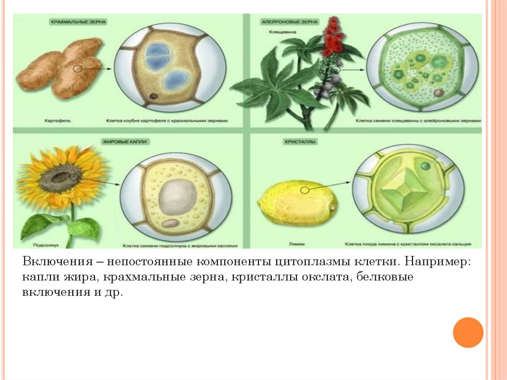 Строение клетки классификация