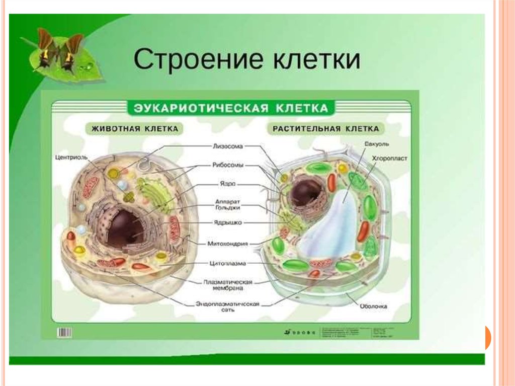 Группы клеток по строению. Строение живой и растительной клетки 5 класс биология. Строение эукариотической клетки животного. Строение эукариотической клетки растения. Строение эукариотической клетки клетка животного организма.