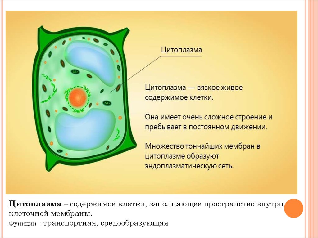 Растительная клетка презентация 6 класс биология