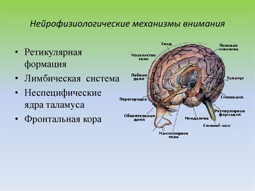 Карта схема психофизиология внимания