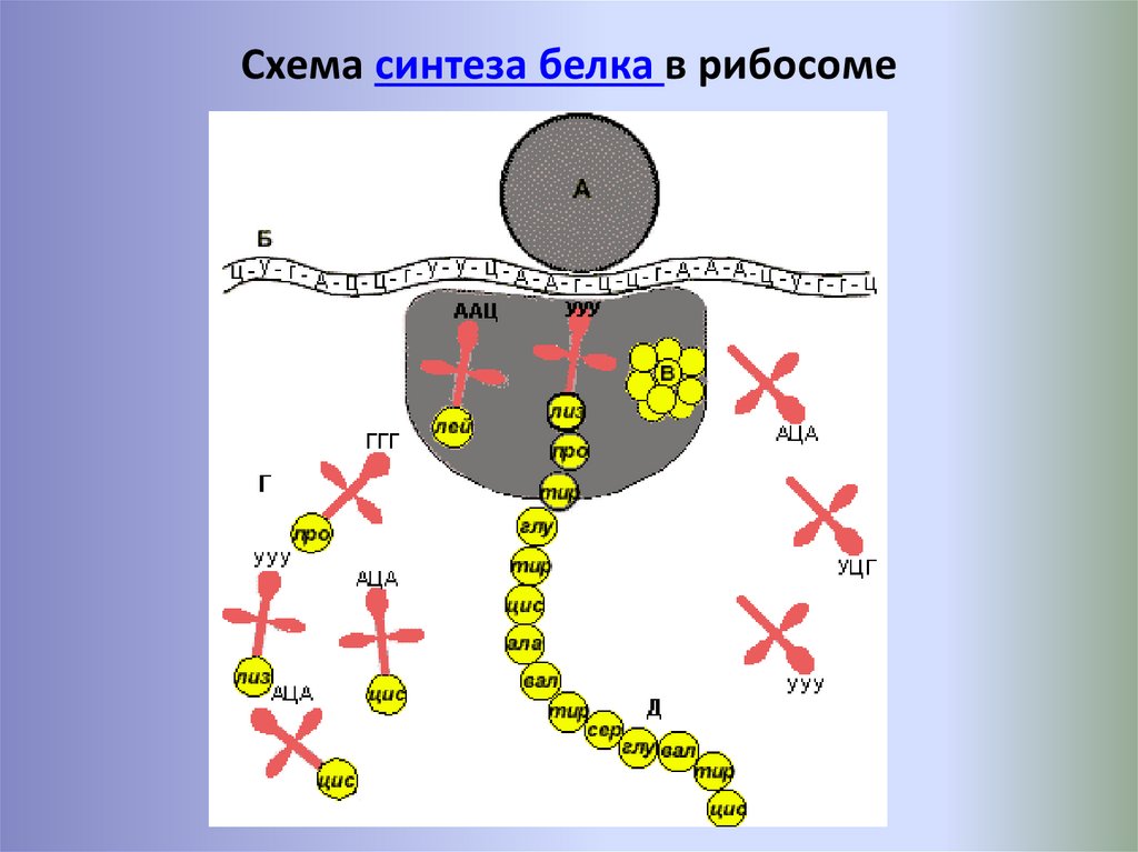Синтез полипептидной цепи в рибосомах