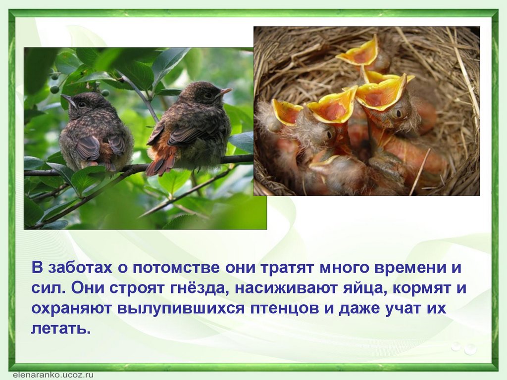 Какие заботятся о потомстве. Птицы выкармливают птенцов. Птицы которые заботятся о своем потомстве. Забота о потомстве у птиц. Птицы которые вьют гнезда и выкармливают птенцов.