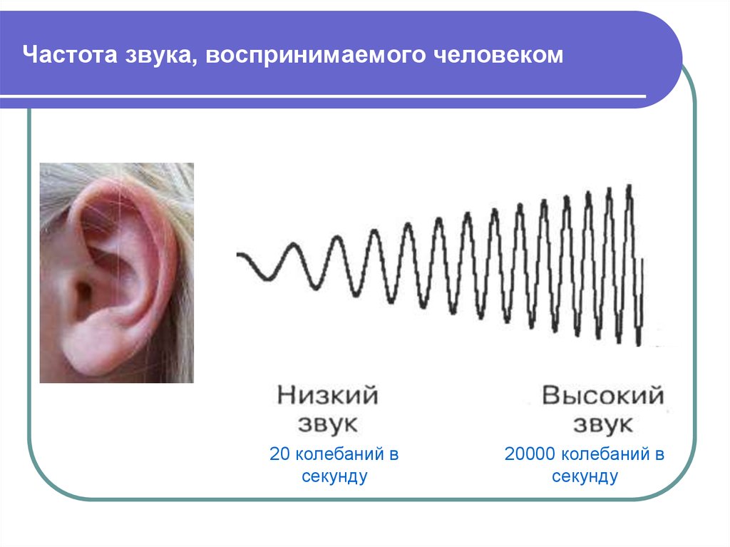 Частота звука называется. Частота звука. Частота звука воспринимаемая человеком. Частота звука для человека. Высокая частота звука.