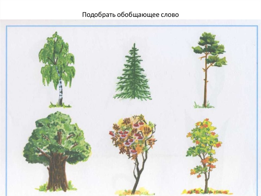 5 группа деревьев. Деревья для детей дошкольного возраста. Дерево для детей. Дерево рисунок для детей. Карточки с изображением деревьев.