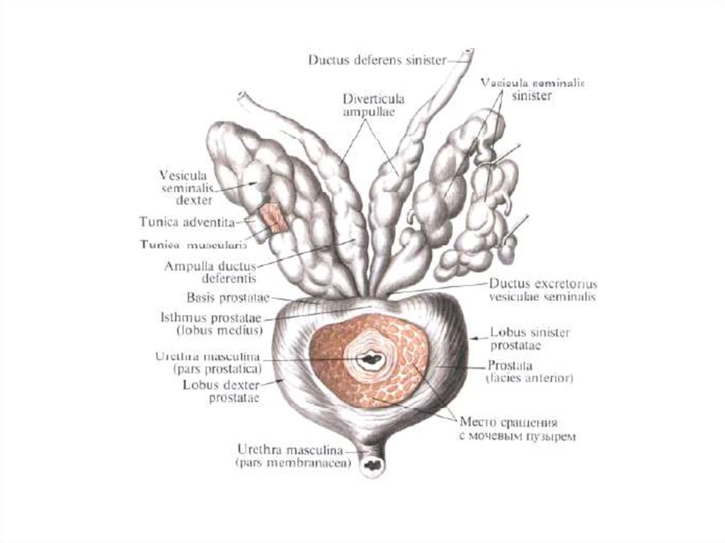 Части предстательной железы. Анатомия простаты и семенных пузырьков. Предстательная железа и семенные пузырьки анатомия. Семявыносящий проток и семенные пузырьки. Семенной пузырек мужские половые органы.