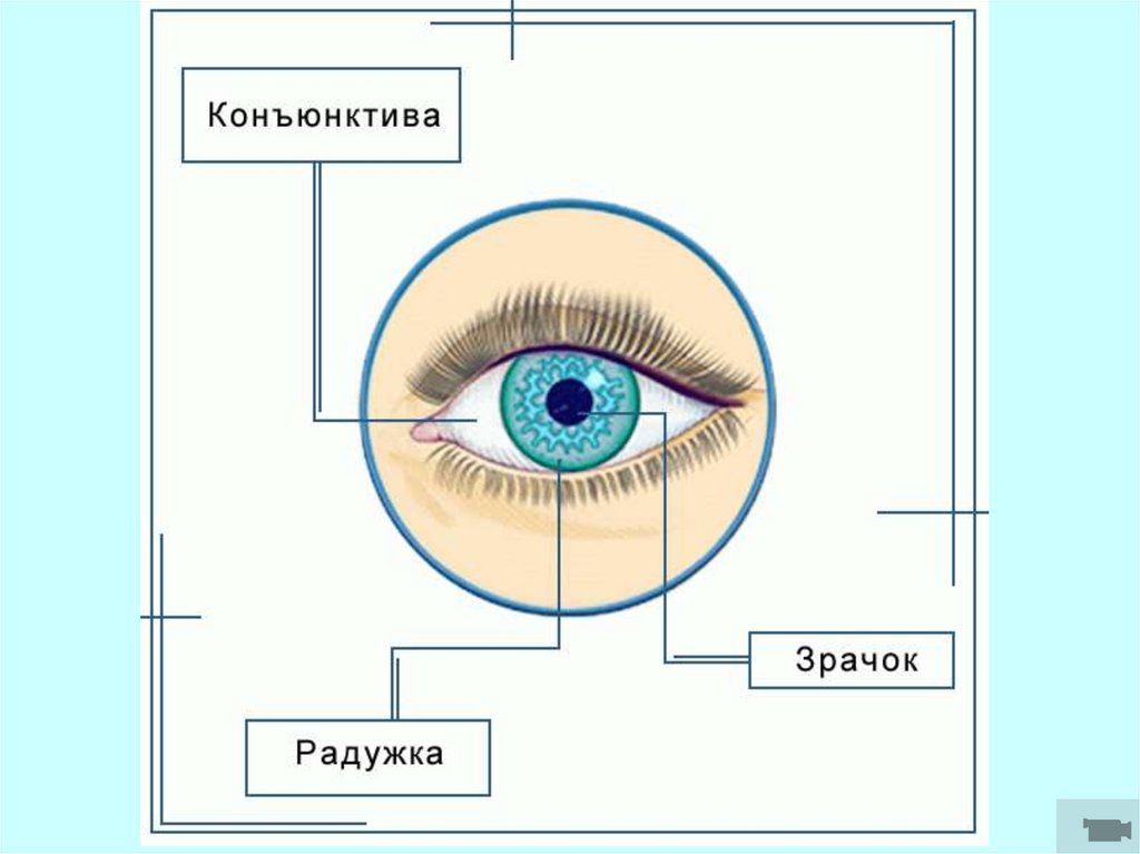 Конъюнктива глаза анатомия. Строение конъюнктивы офтальмология. Рассмотри рисунок Подпиши части глаза. Части глаза 3 класс.