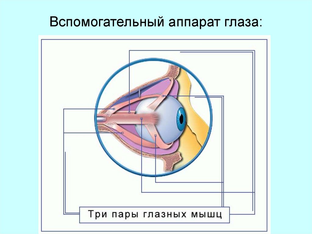 Вспомогательные строение глаза. Вспомогательный аппарат зрения. Строение вспомогательного аппарата глаза. Защитный аппарат глаза. Защитно вспомогательный аппарат глаза.