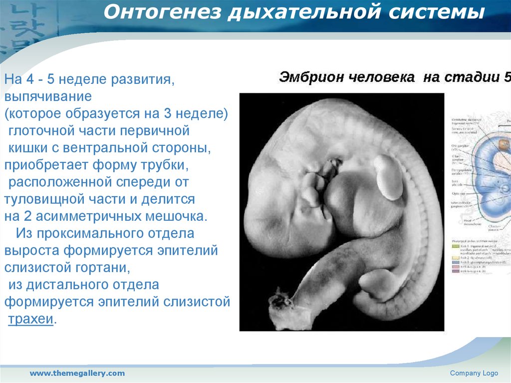 Наличие у зародыша человека. Онтогенез дыхательной системы. Развитие дыхательной системы в онтогенезе. Формирование дыхательной системы у эмбриона. Формирование системы органов дыхания на этапах онтогенеза.