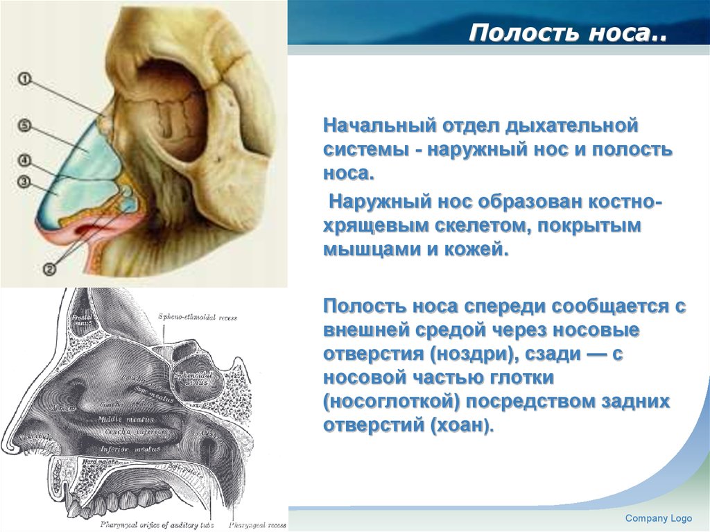 Полости органов дыхания. Наружный нос носовая полость строение. Наружный нос и полость носа анатомия. Граф структура полость носа.