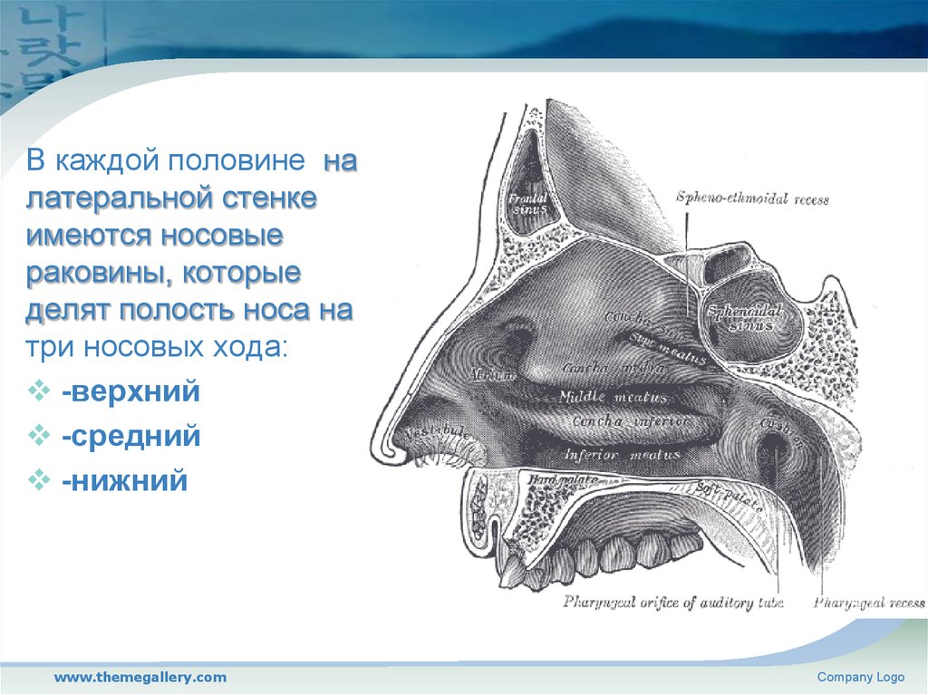 Нижне носовой. Носовые раковины и носовые ходы. Средняя носовая перегородка носовые раковины и ходы. Полость носа носовые раковины. Нижняя носовая раковина верхняя носовая раковина.