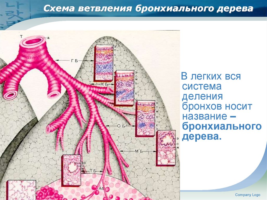 Презентация гистология дыхательной системы