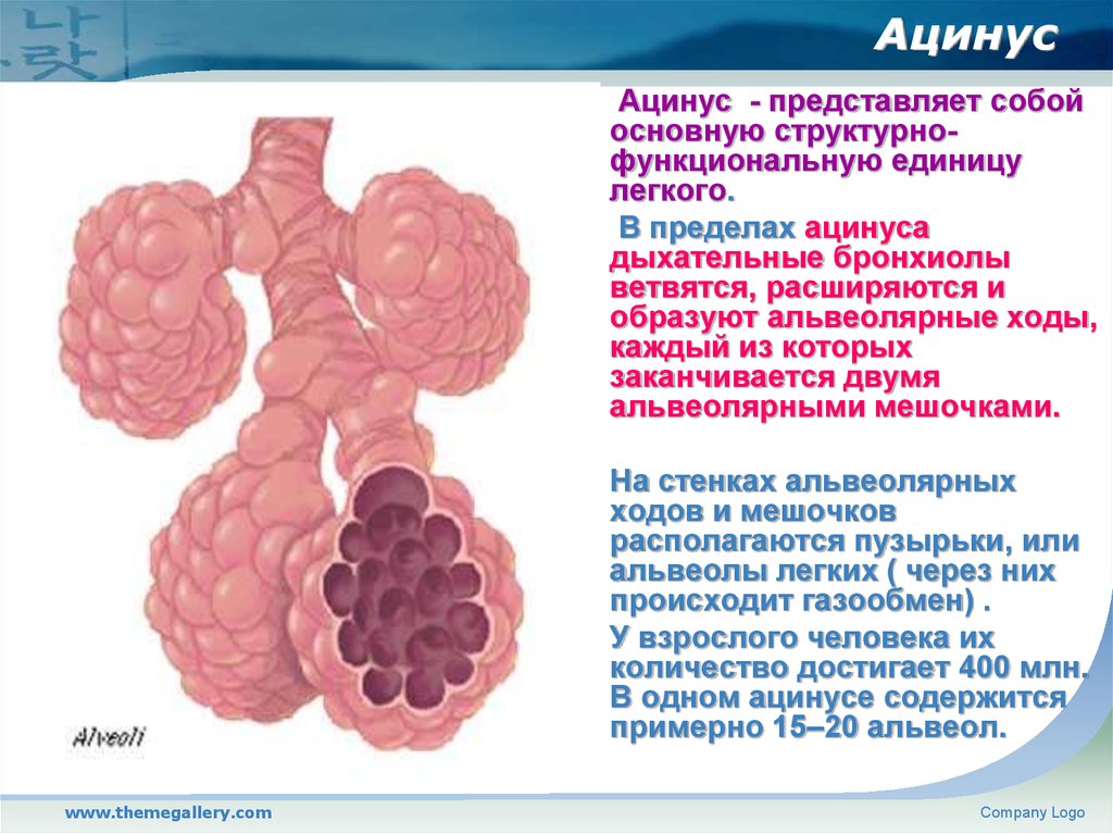 Схема строения ацинуса легкого