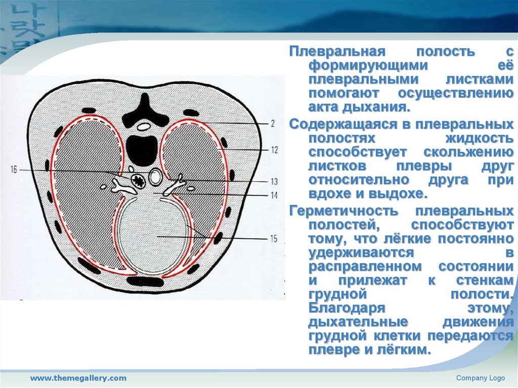 Дыхание в плевральной полости. Полость плевры. Плевральная полость. Плевральная полость акты дыхания. Плевральная полость заполнена жидкостью.
