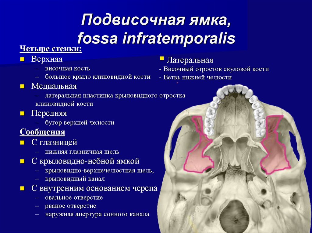 В полости черепа расположен. Fossa infratemporalis стенки. Височная подвисочная и крыловидно-небная ямки. Височная подписочная ямки череп. Височная и подвисочная ямка анатомия.
