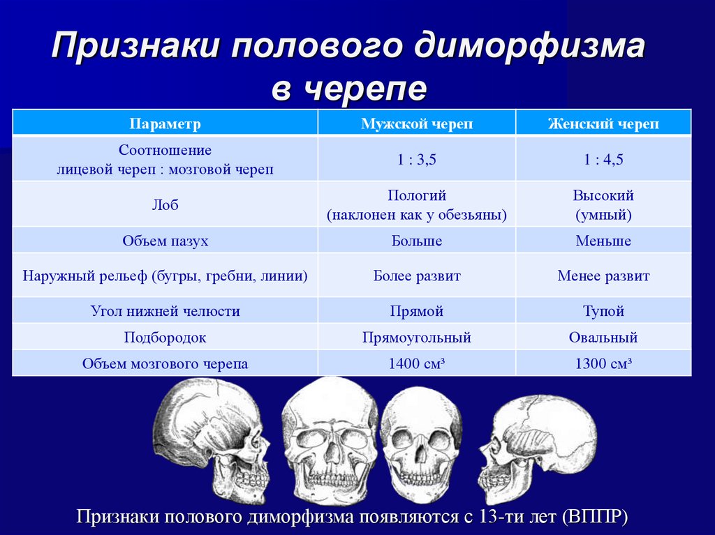 Размер мозга увеличивается. Возрастные отличия черепа. Возрастные и половые различия черепа. Половые особенности строения черепа. Различия в строении черепа.
