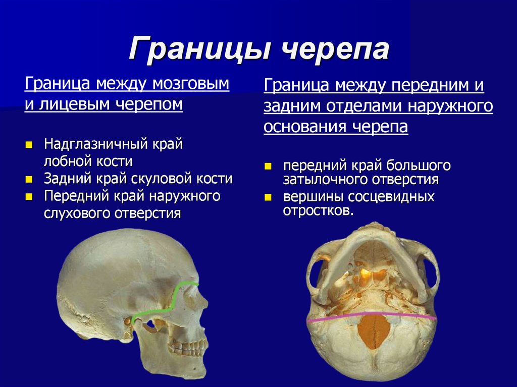 Мозговое основание черепа. Граница отделяющая свод черепа от основания черепа. Деление черепа на мозговой и лицевой отделы. Свод и основание мозгового отдела черепа. Граница между лицевым и мозговым отделом.