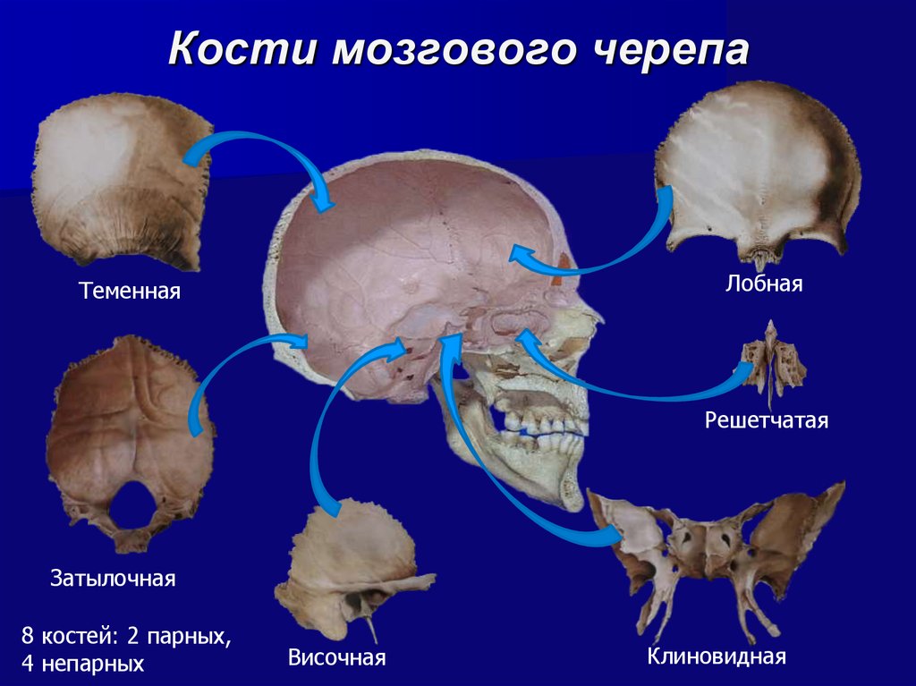 Черепно мозговую кость. Кости мозгового отдела черепа. Клиновидная и затылочная кость. Клиновидная кость черепа анатомия отдел черепа. Кости мозгового отдела черепа анатомия.