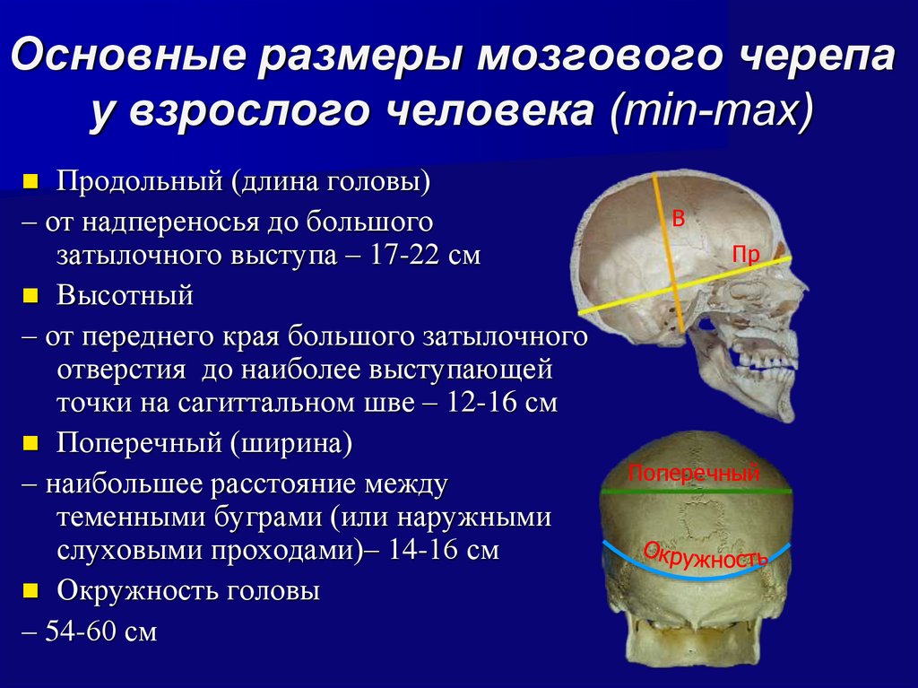 Затылок норма. Размеры черепа. Основные Размеры мозгового черепа. Продольный диаметр черепа. Сагиттальный размер черепа.