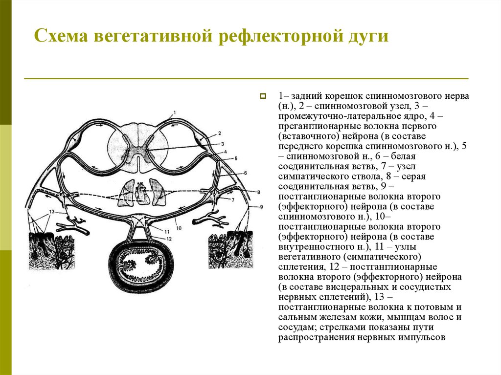 Вегетативная рефлекторная дуга. Вегетативная рефлекторная дуга схема. Структура дуги вегетативного рефлекса. Схема дуги вегетативного рефлекса. Схема строения вегетативной рефлекторной дуги.