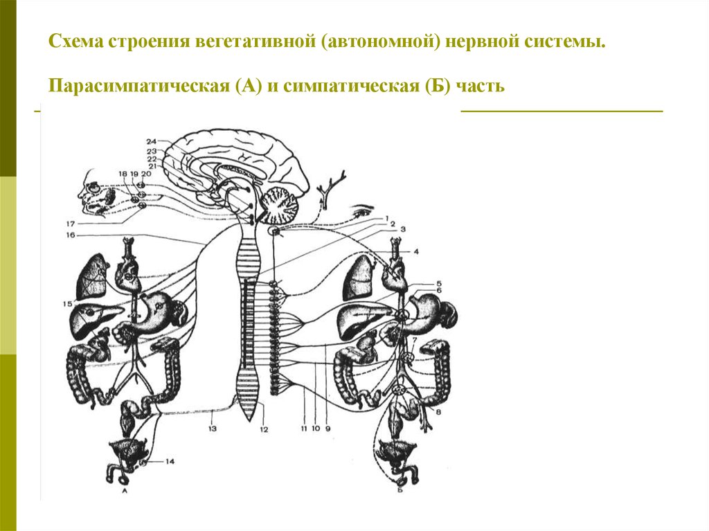 Симпатическая рефлекторная дуга схема