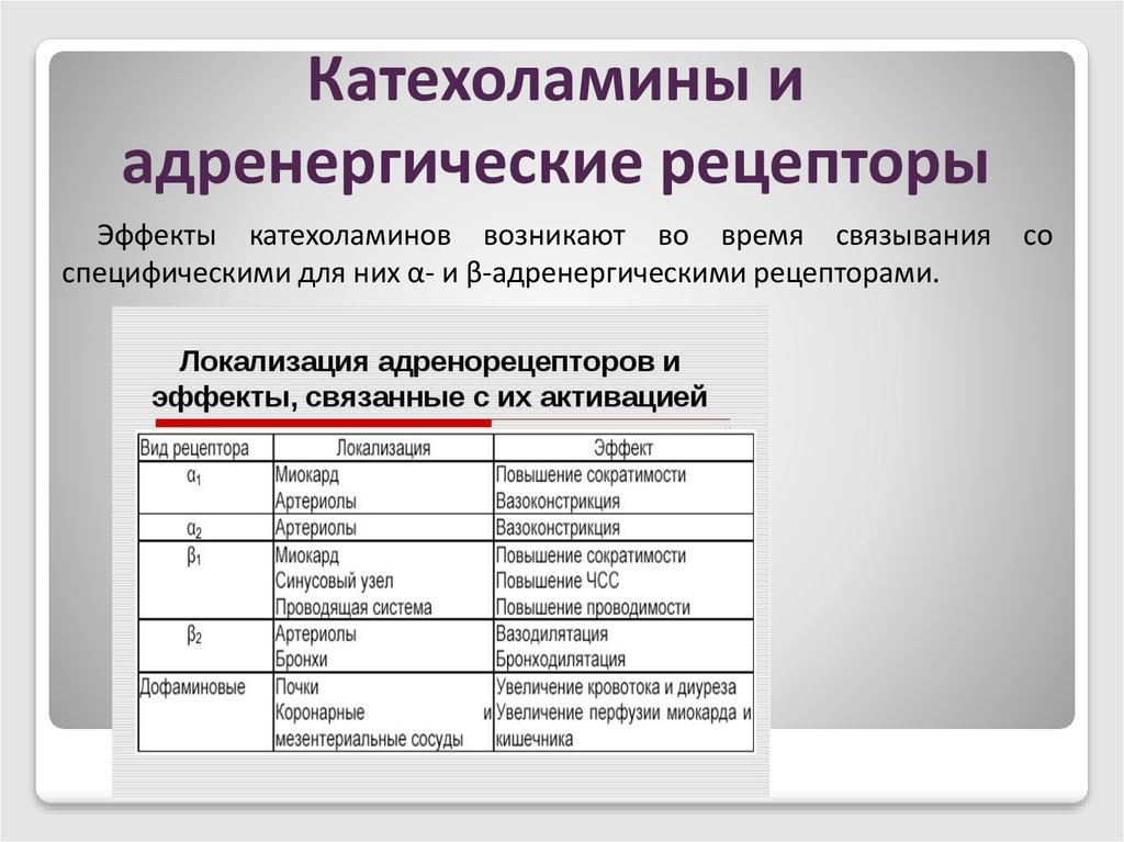 Альфа адренорецепторы локализация. Бета адренергические рецепторы. Действие катехоламинов на адренорецепторы.