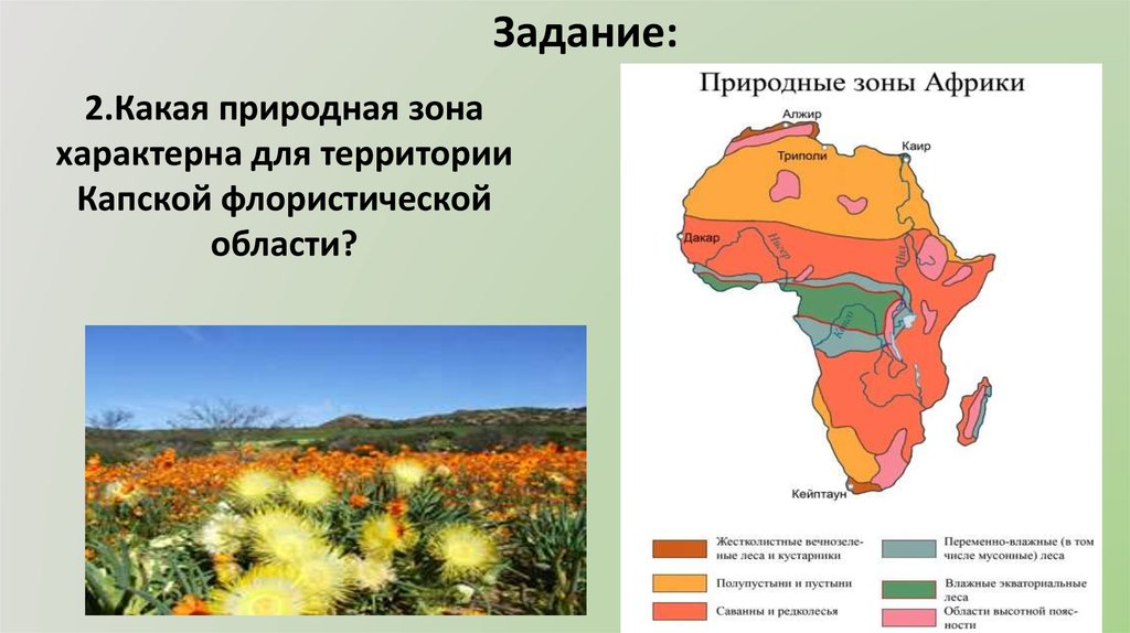 Природные зоны и их основные особенности италии. Капское флористическое царство. Природные зоны Алжира. Дл природной зоны характерн. Карта природных зон Алжира.